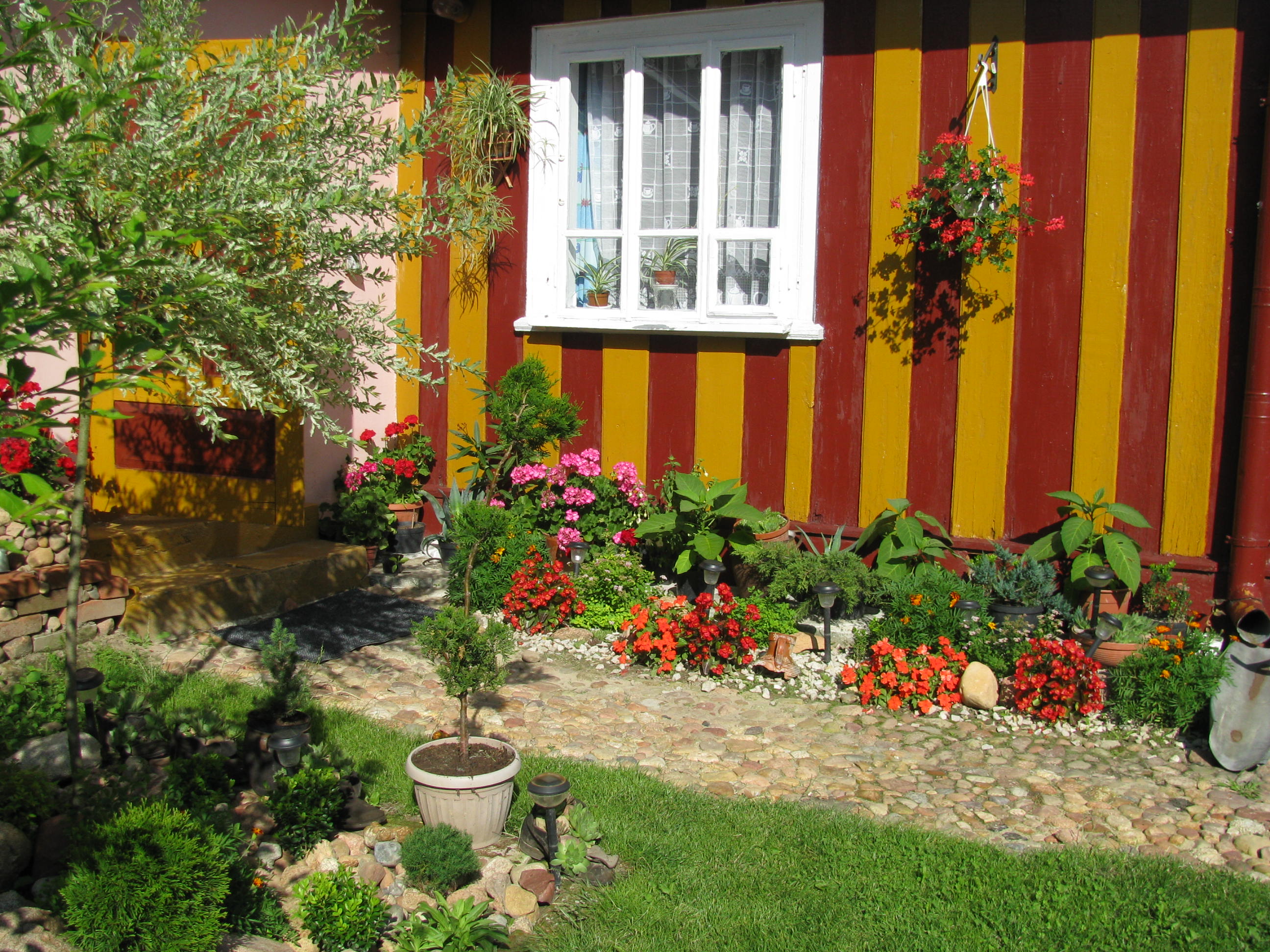 Jednoroczne kwiaty dają dużo koloru w ogrodzie.