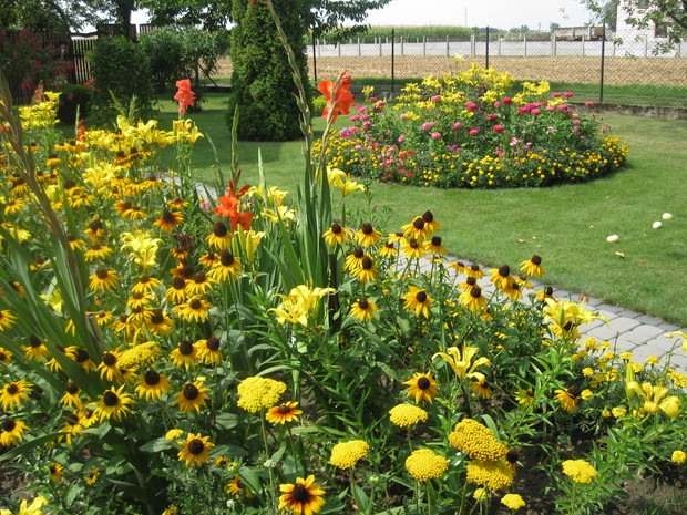 Jednoroczne rudbekie wprowadzają do ogrodu letni klimat.