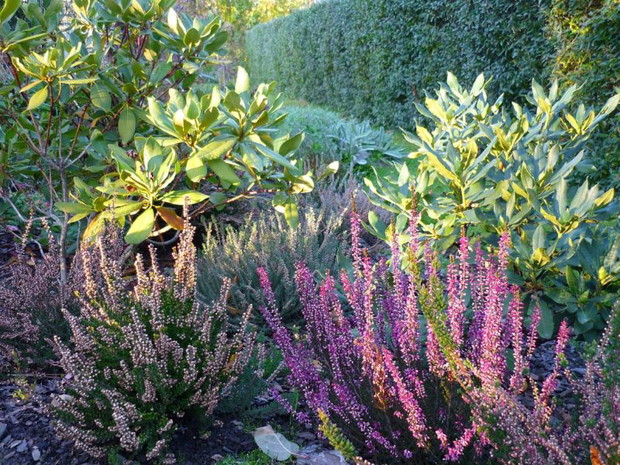 jesienią ogród też jest piękny, zwłaszcza jak zakwitną okazałe wrzosy.