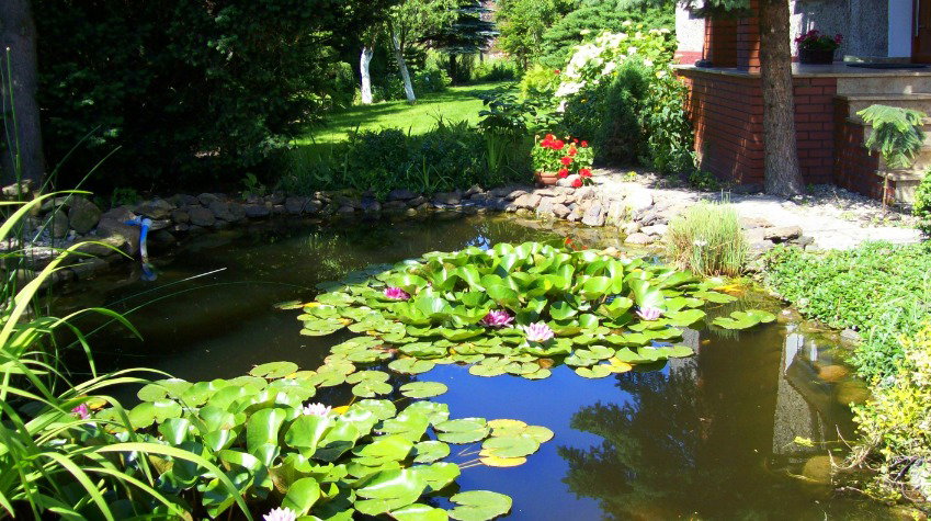 „Jeśli chcemy, by grzybienie pięknie kwitły, nie powinno być ich zbyt dużo, bo wzajemnie się zacieniają”, radzi nasza czytelniczka.