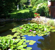 „Jeśli chcemy, by grzybienie pięknie kwitły, nie powinno być ich zbyt dużo, bo wzajemnie się zacieniają”, radzi nasza czytelniczka.