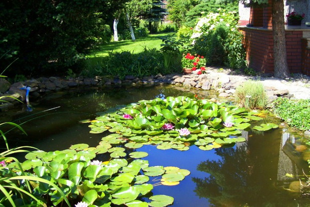 „Jeśli chcemy, by grzybienie pięknie kwitły, nie powinno być ich zbyt dużo, bo wzajemnie się zacieniają”, radzi nasza czytelniczka.