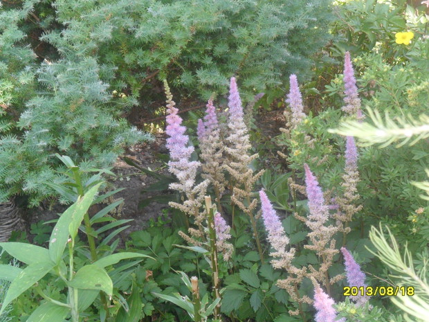 jeszcze kwitnie - ma taki sam kolor jak na zdjeciu