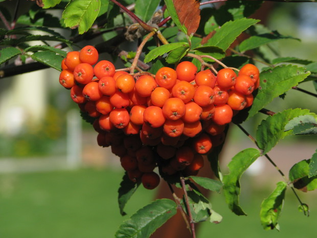 już jesienne czerwone korale...