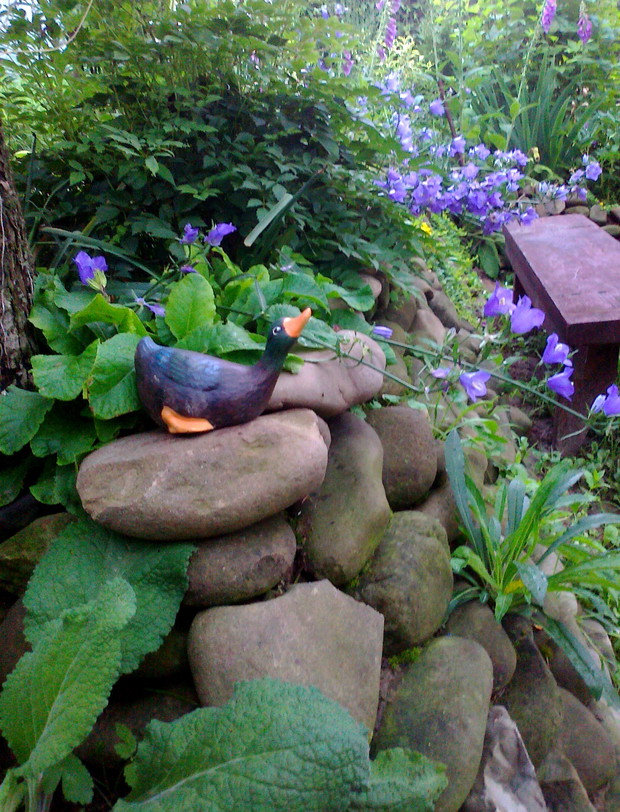 Kaczka dogląda ogródka