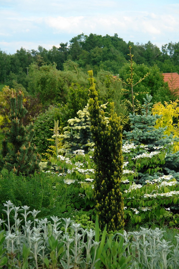 Kalina japońska w rozkwicie
