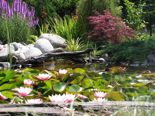 Karasiowa przystań cała w kwitnących różowych liliach wodnych i w fioletach liatry kłosowej