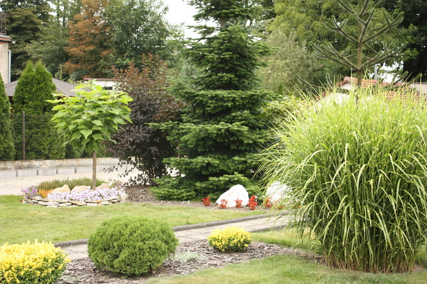 Katalpa, pęcherznica, Miskant