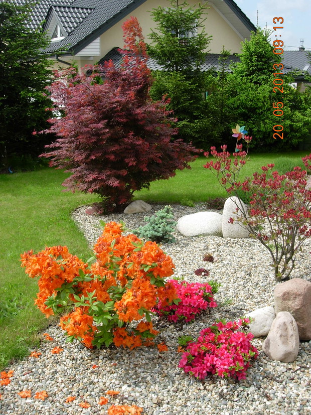 Klon palmowy w roli głównej