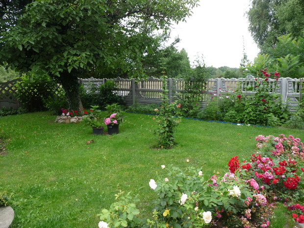 kobierec roz i w tle hortensje