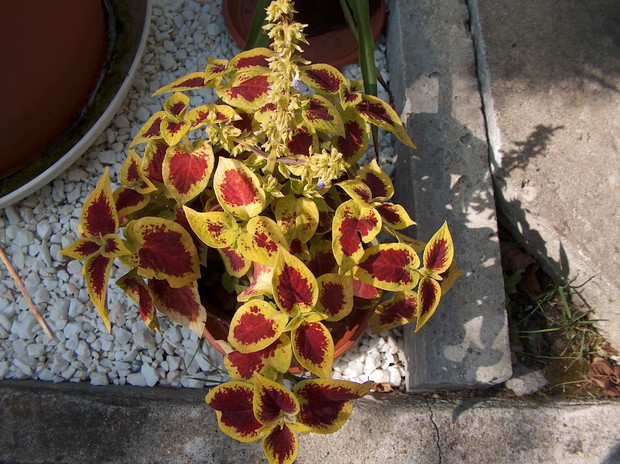 Koleus – kolorowa pokrzywka