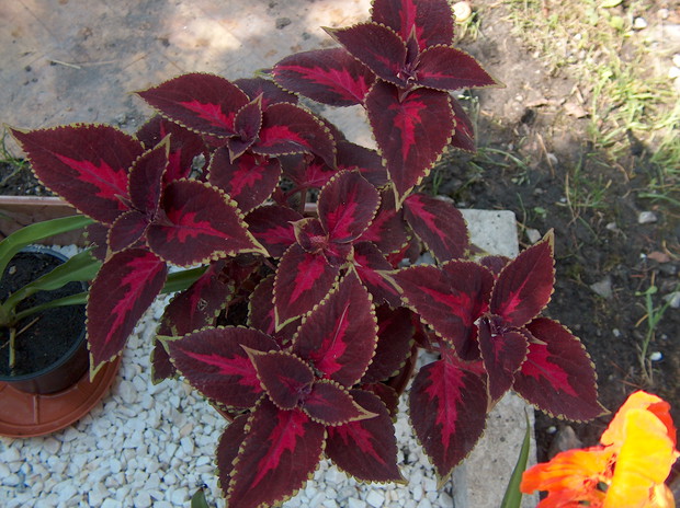 Koleus – kolorowa pokrzywka