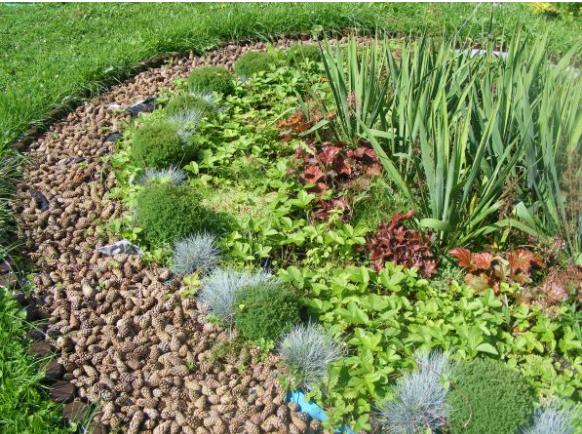 Kompozycja z szyszkami