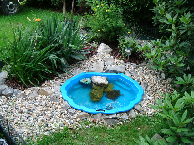 Królestwo żółwia wodnego