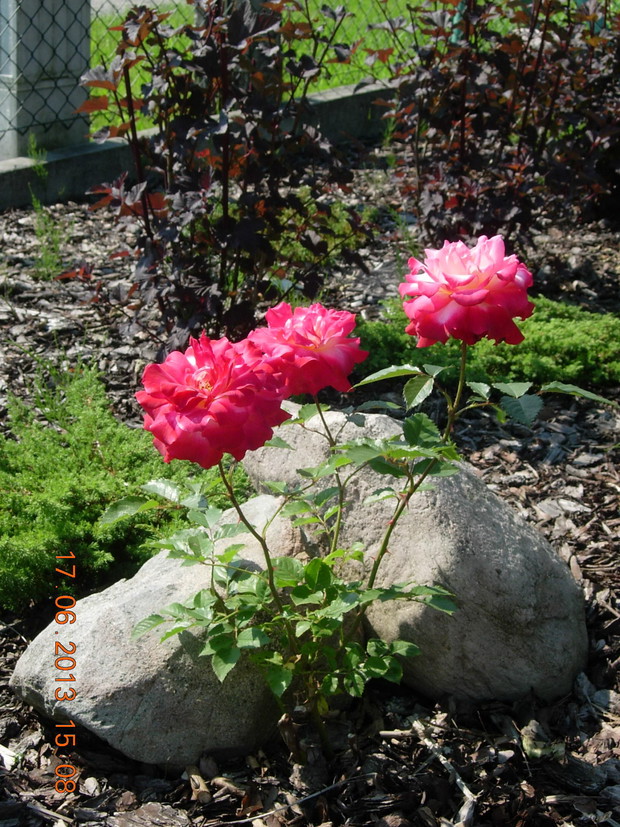 Królewna różyczka