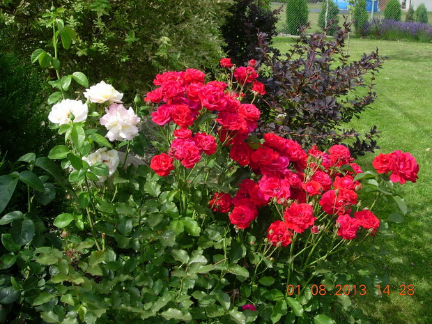 Królowa w moim ogródku