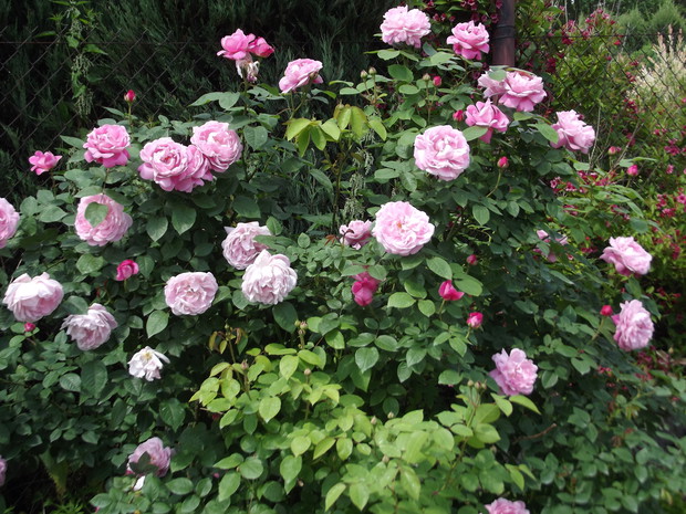 Krzak róży niczym piwonia.