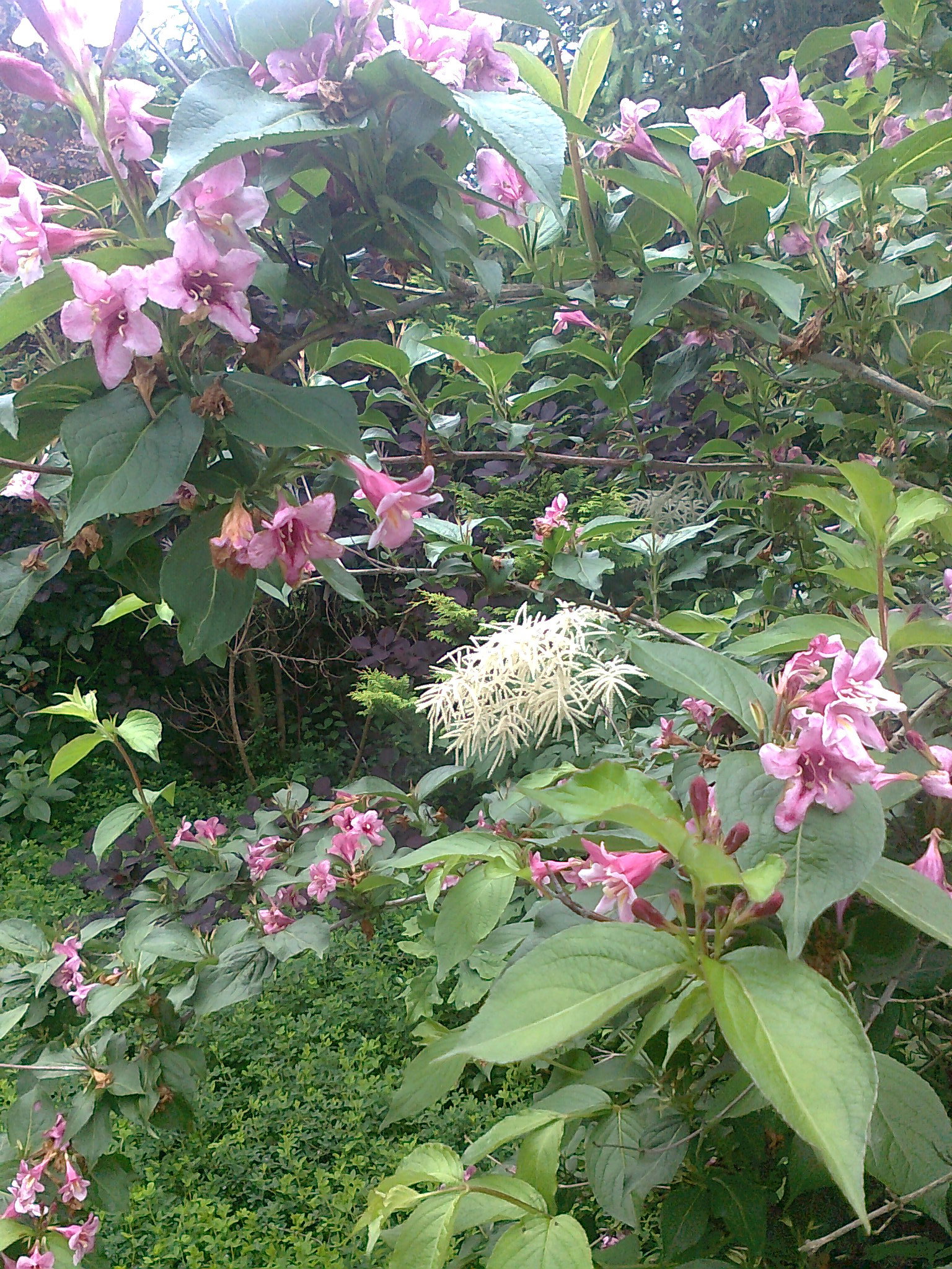 krzewuszka cudowna po raz drygi zakwitla w tym roku