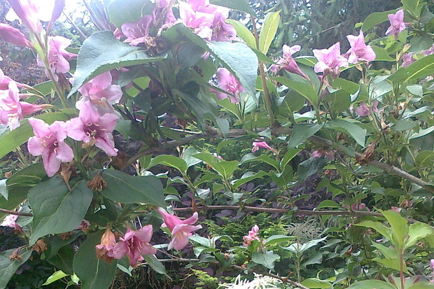 krzewuszka cudowna po raz drygi zakwitla w tym roku