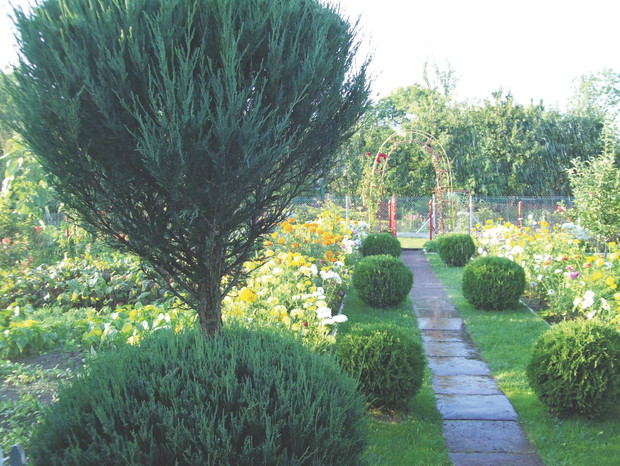 Kuliste iglaki doskonale prezentują się wzdłuż zadbanej ścieżki prowadzącej do altanki.