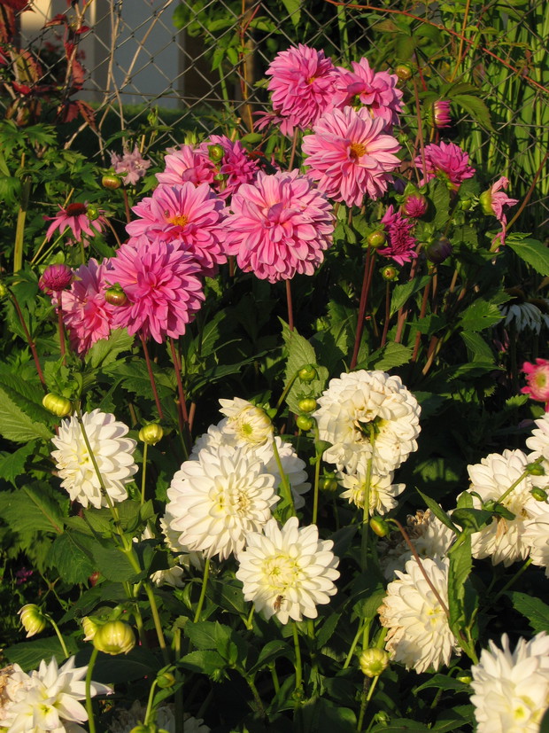 kwiatki z rabatki - tu dalie