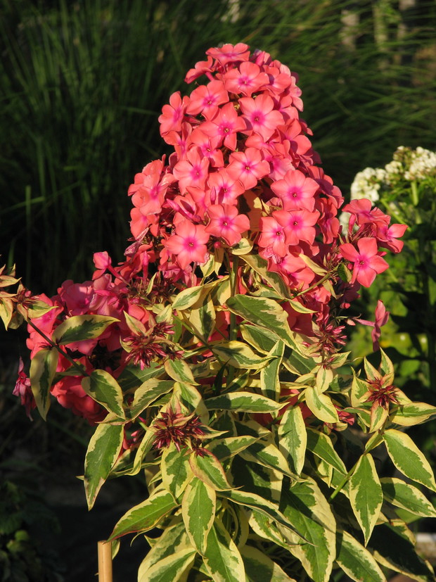 kwiatki z rabatki - tu floks