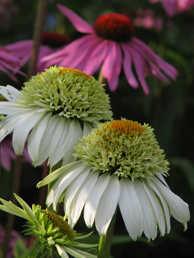 kwiatki z rabatki - tu jeżówki