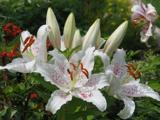 kwiatki z rabatki - tu lilie