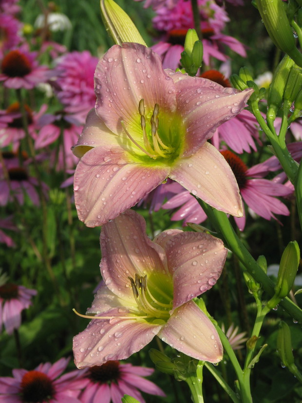 kwiatki z rabatki - tu liliowiec