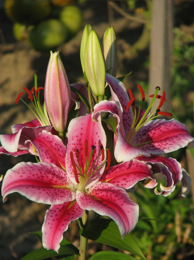 kwiatki z rabatki :)