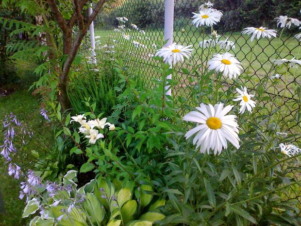 kwiaty uciekają za ogrodzenie