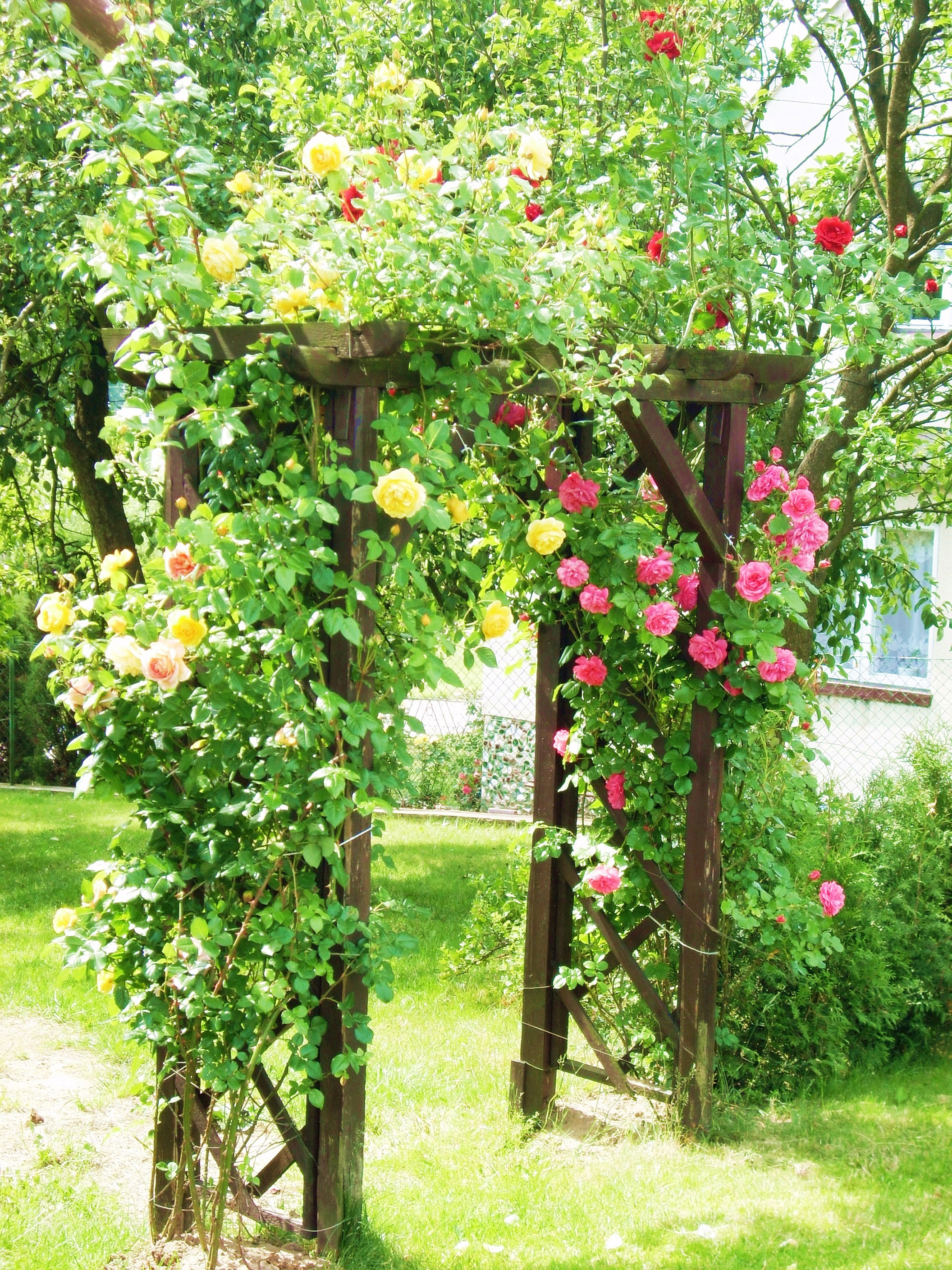 Kwitnąca pergola 