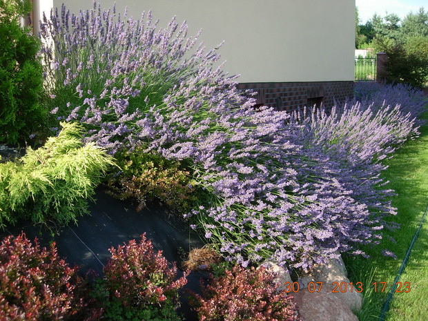 lawendowe królestwo