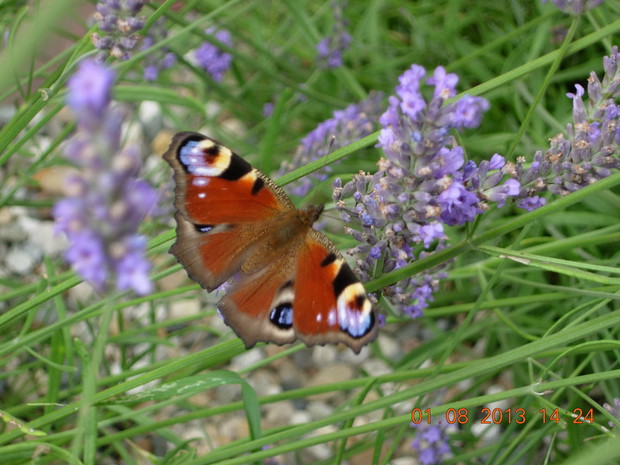 Lawendowy raj dla motyli