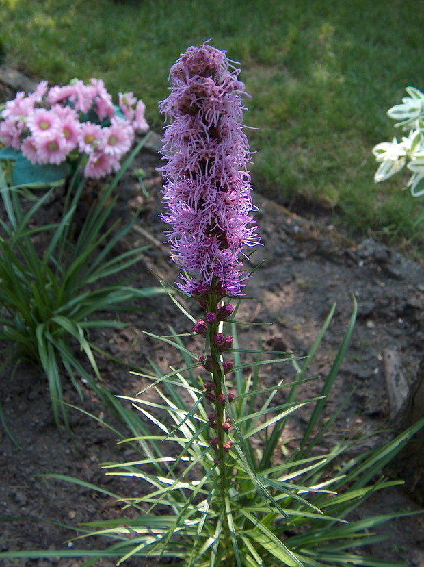 Liatris (Latria Kłosowa) fioletowa