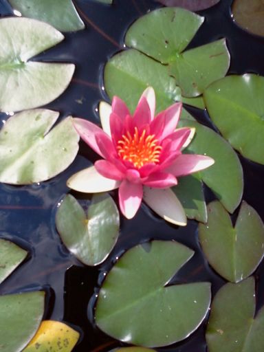 Lilia wodna jedna z trzech lili które są w oczku .