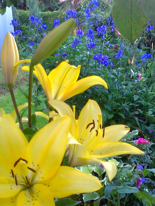 Lilia z ostróżkami