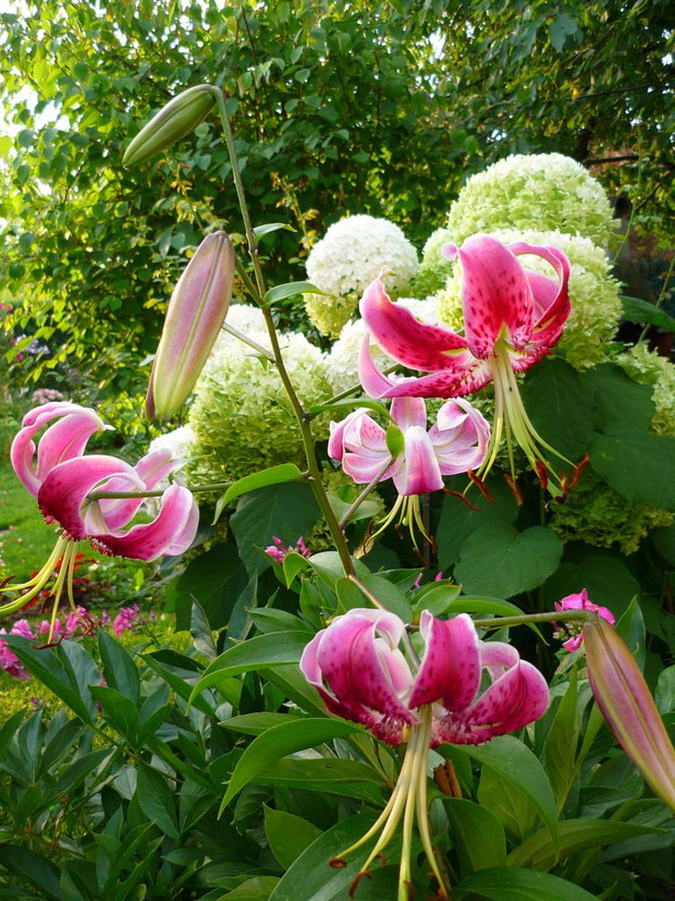 Lilie i hortensje zdobią ogród w lipcu.