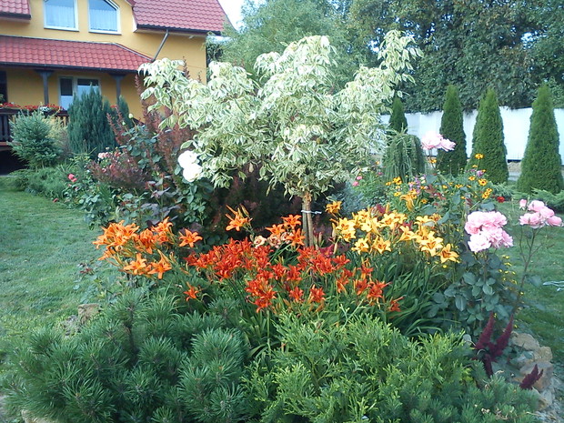 liliowce i biały klon