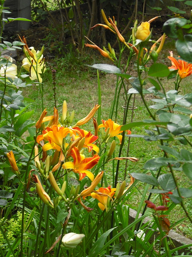 Liliowce są jak motyle