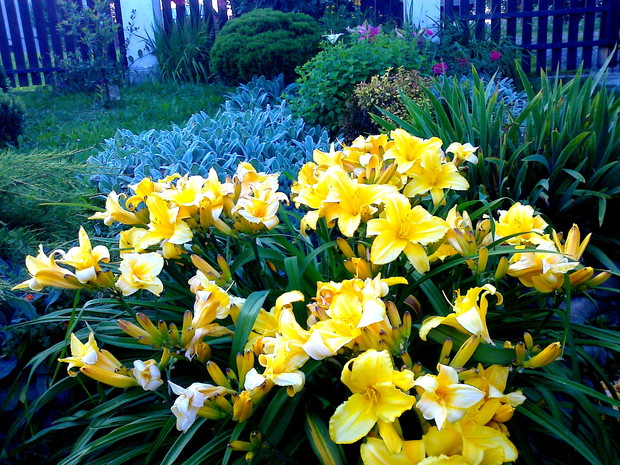 Liliowiec pięknie kwitnie