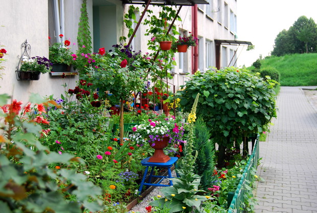 Lipę zasadził mój tata 25 lat temu, kiedy jeszcze teren nie był zagospodarowany kwiatami.