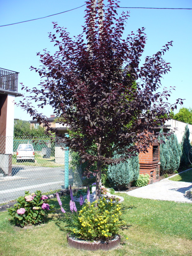 Lubię kolory w ogrodzie. Śliwo-wiśnia ma przez cały czas czerwone liście, a wiosną przepiękne różowe kwiaty.