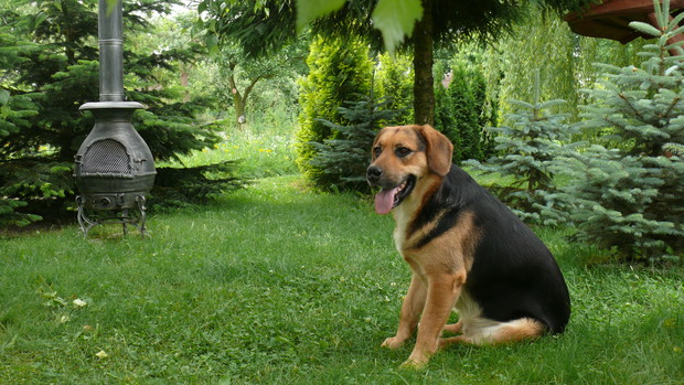 Maksio pośród ogrodowej zieleni wsłuchuje się w śpiew ptaków.