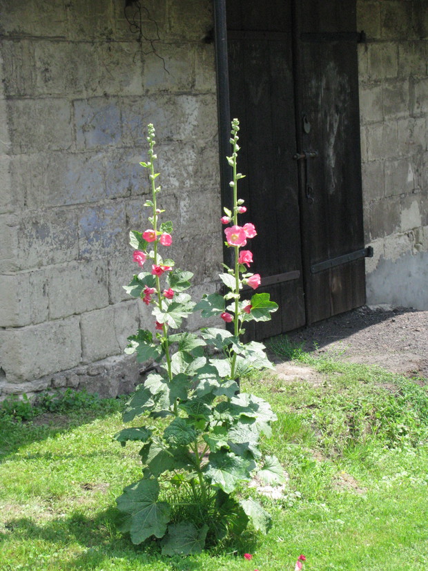Malwa królowa wiejskiego ogrodu pięknie zdobi starą kuźnie