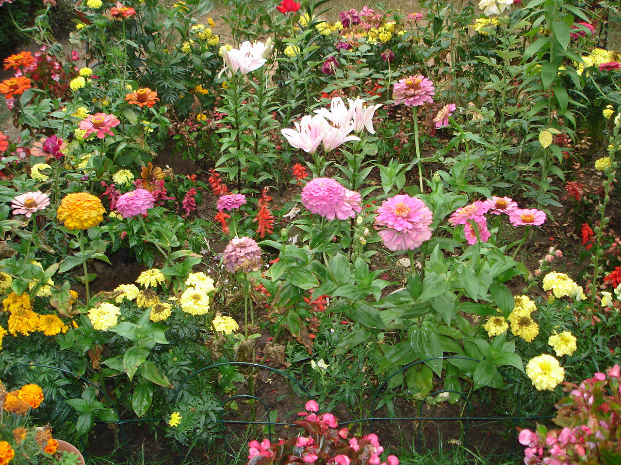 Miniaturowy ogródek ozdobny