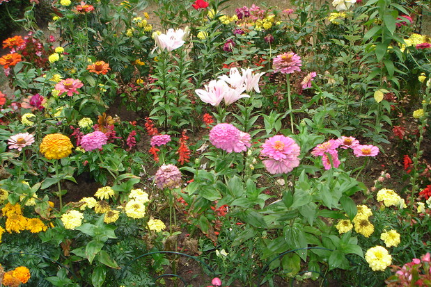 Miniaturowy ogródek ozdobny