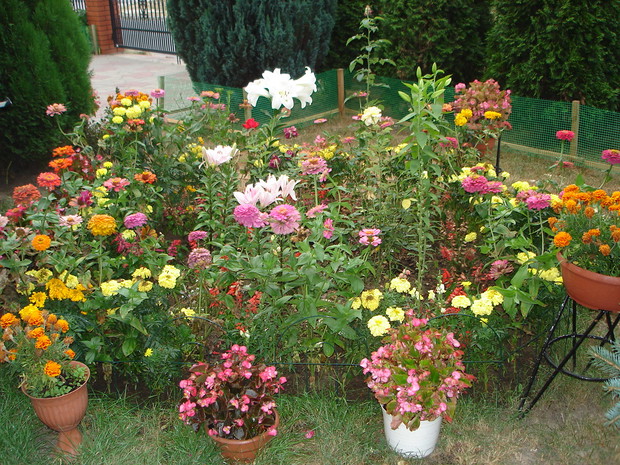 Miniaturowy ogródek ozdobny