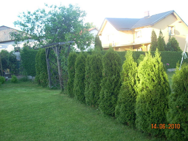 Młode tuje rosnące wzdłuż mojego ogrodu.