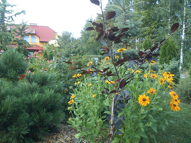 młody buk i sosna czarna